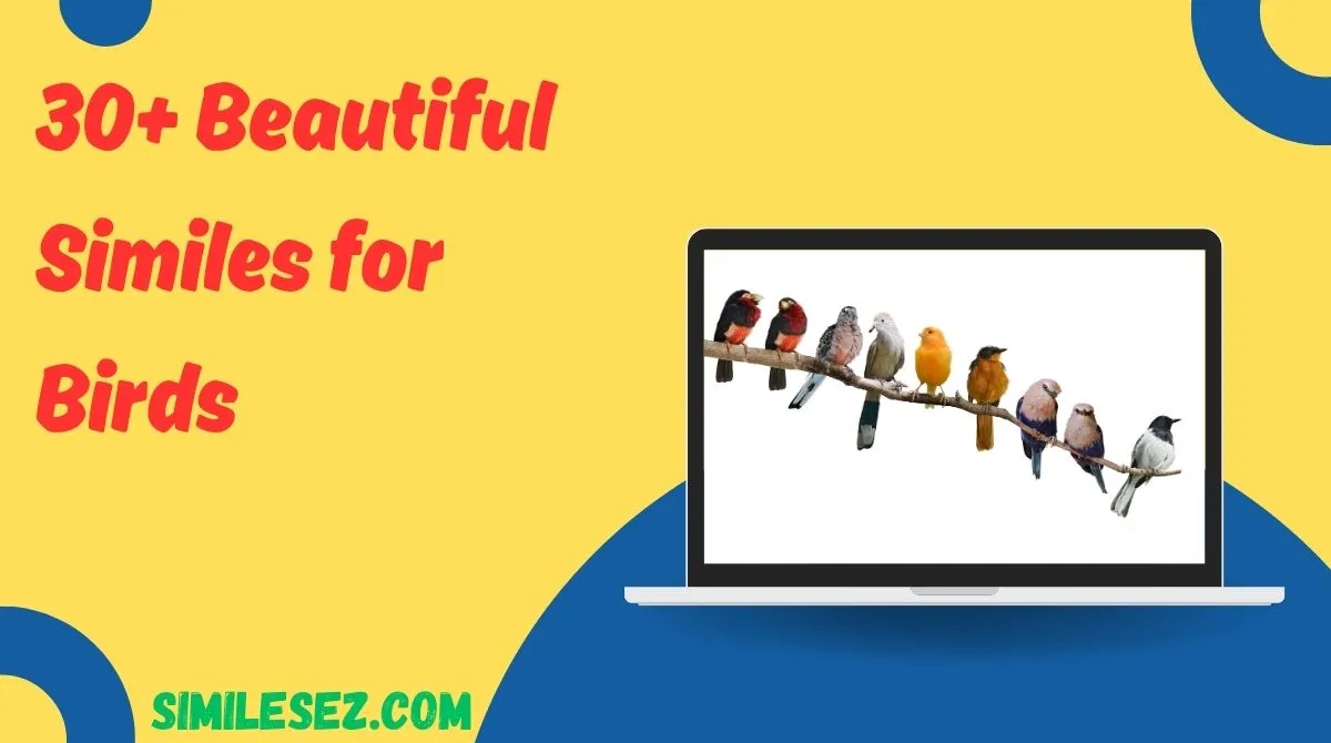 30+ Beautiful Similes for Birds