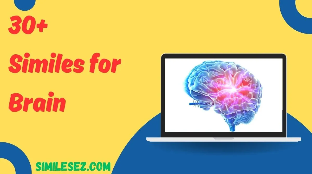 30+ Similes for Brain