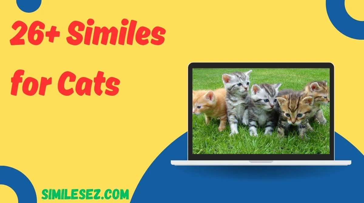 26+ Similes for Cats